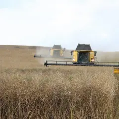Żółte kombajny zbierają rzepak na polu. To widok, który ucieszyłby każdego rolnika, bo to jego konto rolnika zasila plon.